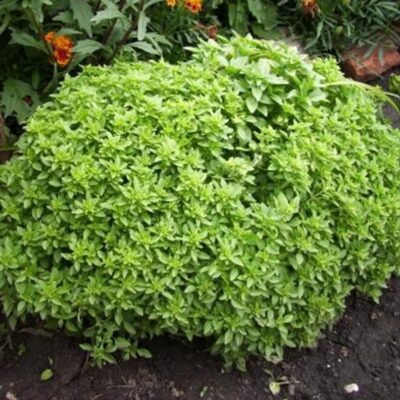 بذور ريحان برائحة القرنفل