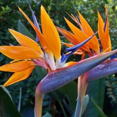 زهرة عصفور الجنة ستريليتس رويال