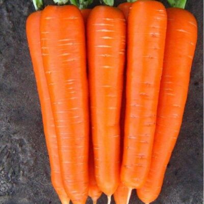 جزر لاجون F1