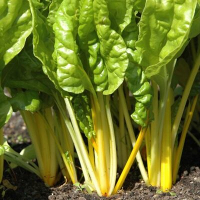 سلق مانجولد الذهبي