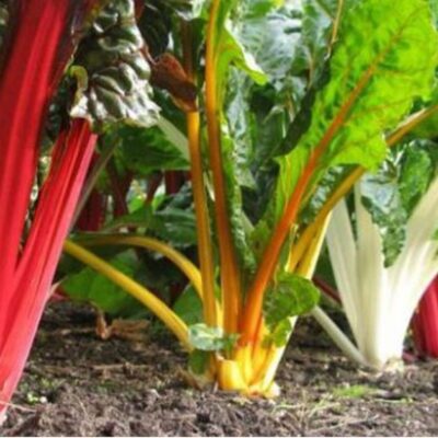 سلق مانجولد الذهبي