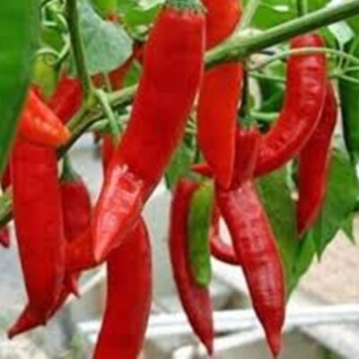 بذور فلفل حار البطل F1