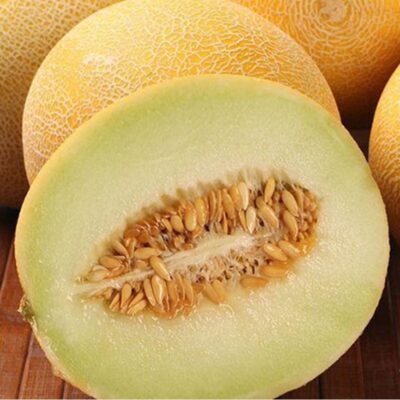 بذور شمام جاليليو F1