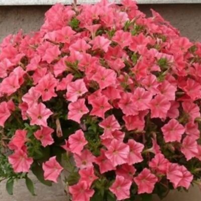 Petunia Trailing Salmon F1