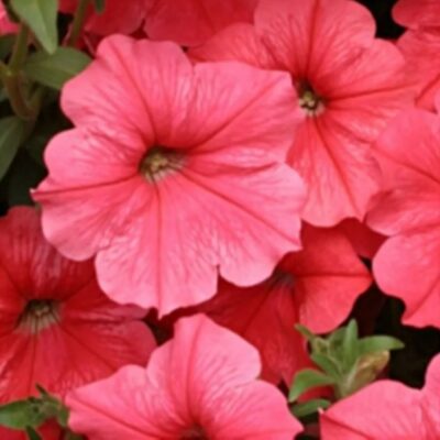 بذور البطونية الزائدة السلمون F1 