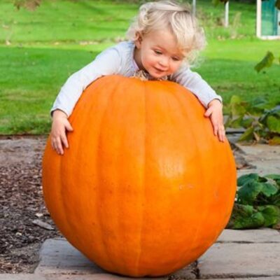 بذور يقطين الجالوت