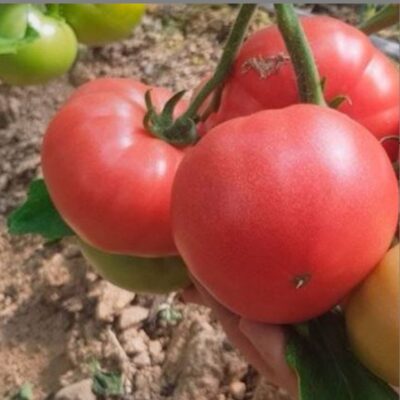 بذور طماطم بائع اللحوم الوردية F1
