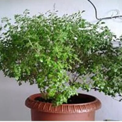 Tulsi Holy Basil