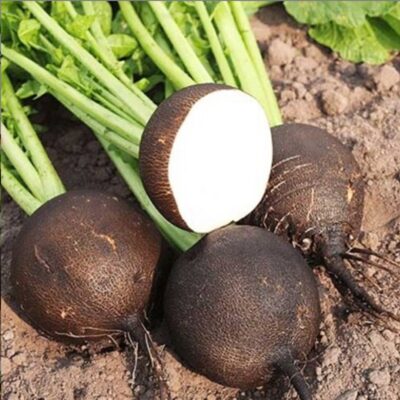 فجل دائري أسود إسباني