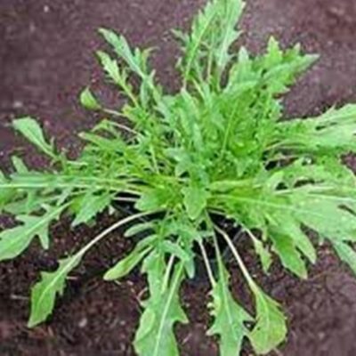 بذور جرجير عريض الأوراق