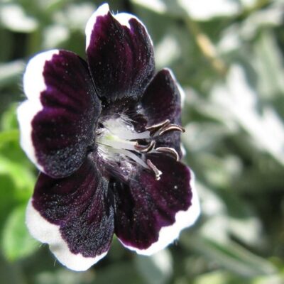 زهور عيون الطفل السوداء