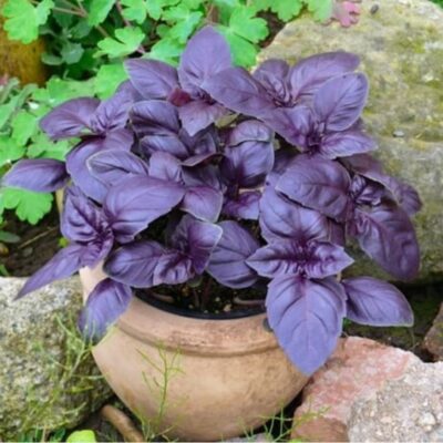 ريحان روبي القاهرة