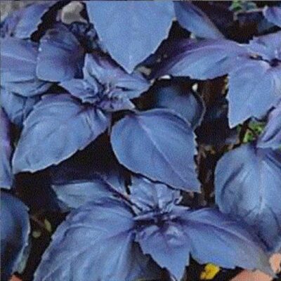 ريحان روبي القاهرة