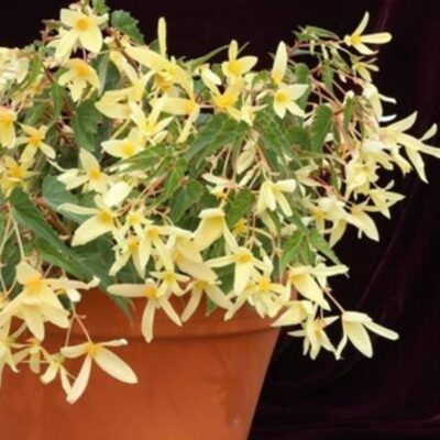 بذور بيتونيا بوليفيا كوباكابانا F1 أصفر