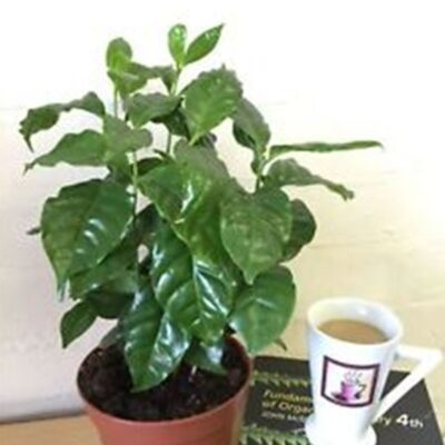 بذور شجيرة القهوة العربية