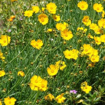 بذور زهور كوروبسيس