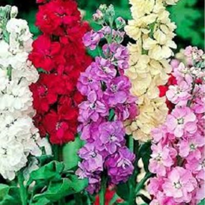 زهور هواري ستوك امبريال متنوعة