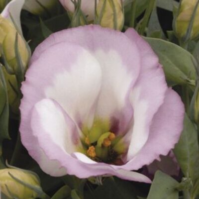 زهرة ليزيانثوس ياقوت F1 وردي ريم-ايستوما