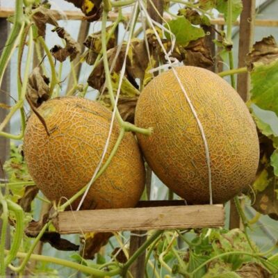 بذور شمام كراميل