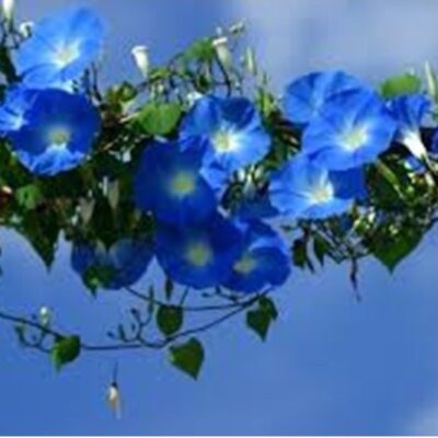 بذور زهرة مجد الصباح ازرق فاتح