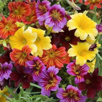 مزيج زهور اللسان الملون