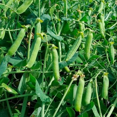 بذور بازلاء هيتمان