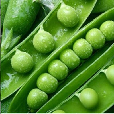 بازلاء سينادو