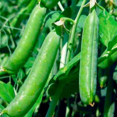 بذور البازلاء المخملية