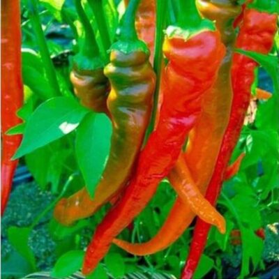 فلفل حار السيجارة من بيرغامو