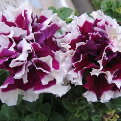 زهور بتونيا مزدوجة بيرويت بنفسجي F1