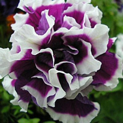 بذور بتونيا مزدوجة بيرويت بنفسجي F1