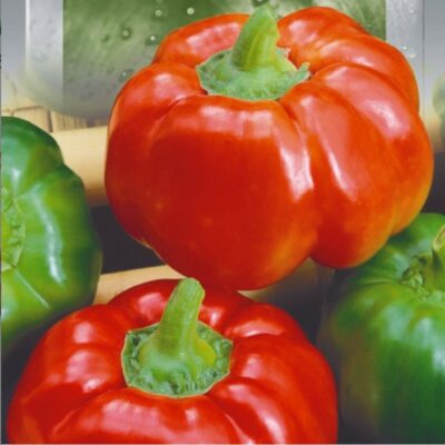 بذور فلفل حلو توب جريل