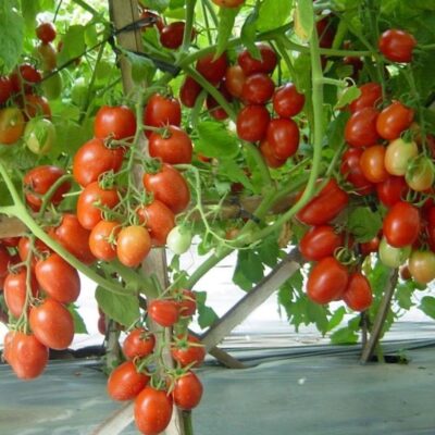 بذور طماطم ناميبي F1