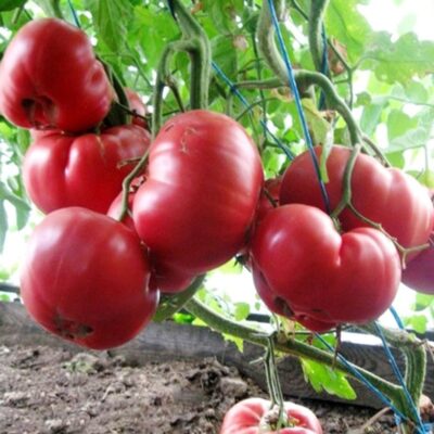 طماطم العسل الوردي