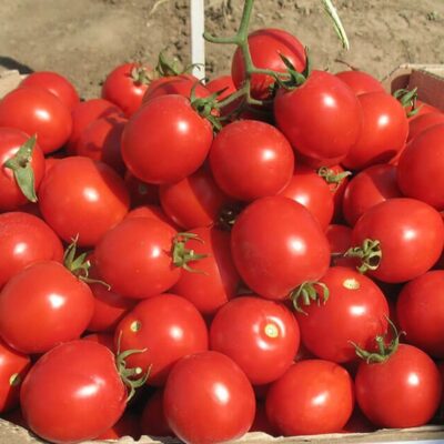 بذور طماطم سوليروسو F1