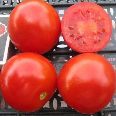 بذور طماطم سوليروسو F1