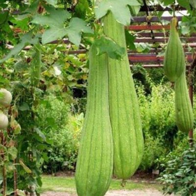 بذور القرع الفيتنامي