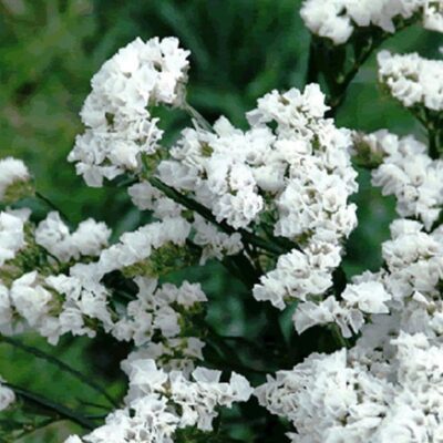 لافندر الورقة المموجة البحر الجليدي