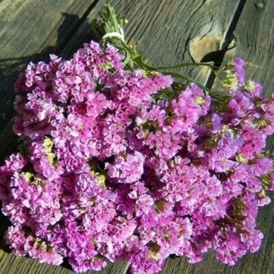 زهور لافندر التألق الوردي