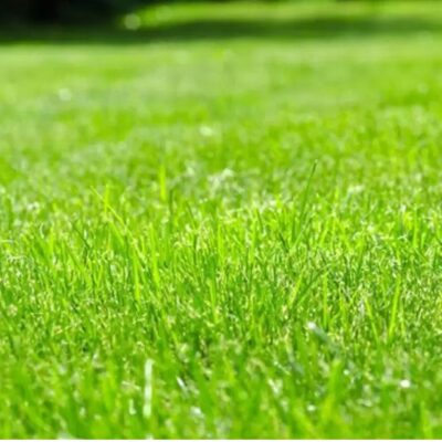 ثيل دنماركي صيفي