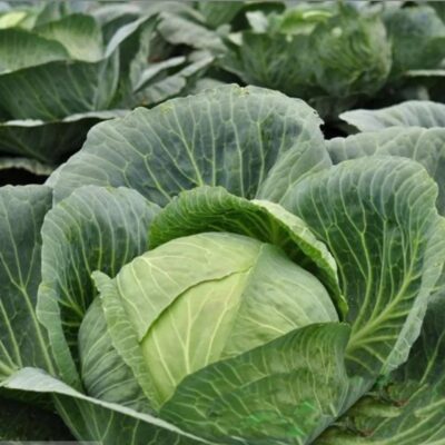 بذور ملفوف برونزويك