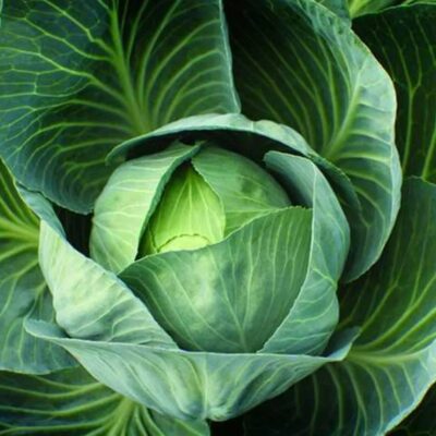 بذور ملفوف برونزويك