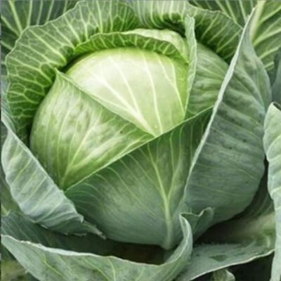 بذور ملفوف الويبرنوم F1