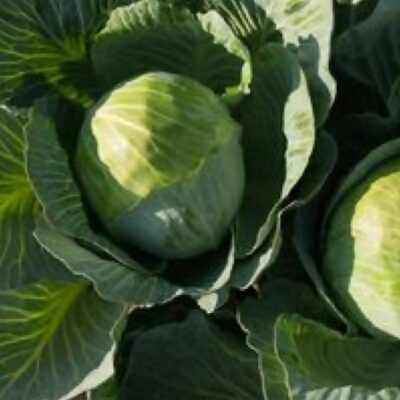 بذور ملفوف الويبرنوم F1