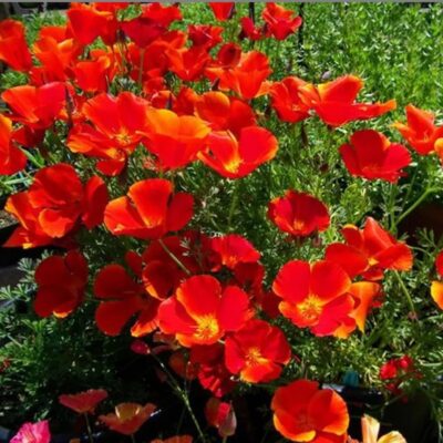 زهور الديدحان كاليفورنيا الملكة الحمراء