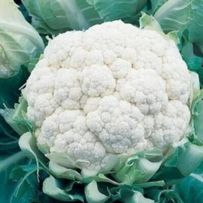 بذور قرنبيط القباني