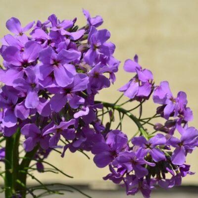 زهرة صاروخ السيدات بنفسجي