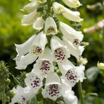 زهرة قفاز الثعلب الأبيض