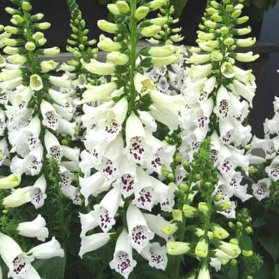 زهرة قفاز الثعلب الأبيض