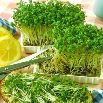 Garden Cress Smooth-Leaved